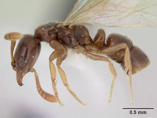 Hypoponera beebei specimen CASENT0173307 image casent0173307_3