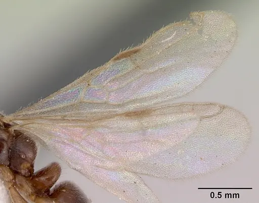Hypoponera beebei specimen CASENT0173307 image casent0173307_4