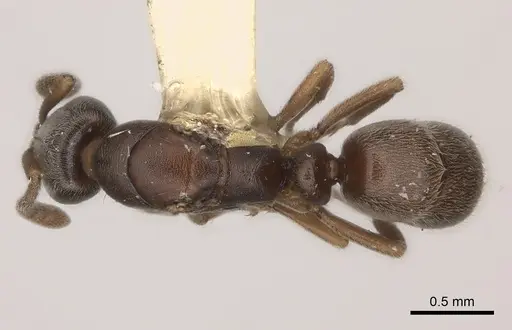 Hypoponera biroi specimen CASENT0217520 image casent0217520_1