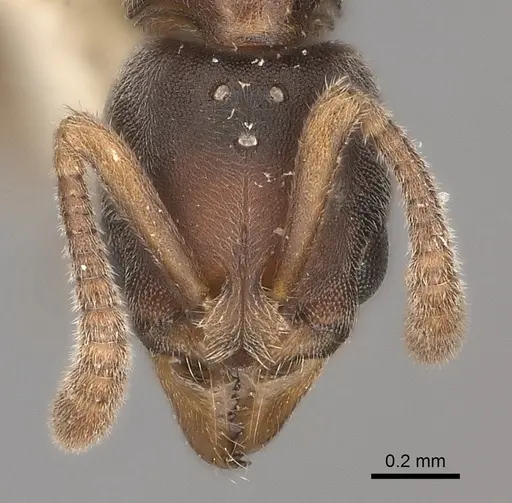 Hypoponera biroi specimen CASENT0217520 image casent0217520_2