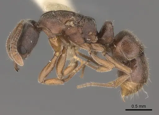 Hypoponera biroi specimen CASENT0217520 image casent0217520_3
