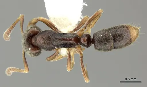 Hypoponera biroi specimen CASENT0270521 image casent0270521_1