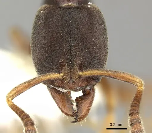 Hypoponera biroi specimen CASENT0270521 image casent0270521_2