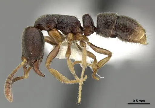 Hypoponera biroi specimen CASENT0270521 image casent0270521_3