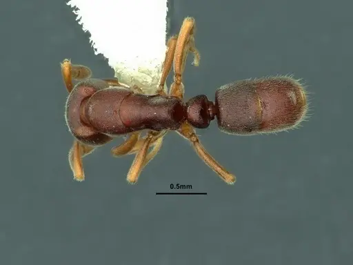 Hypoponera biroi specimen CASENT0886859 image casent0886859_1