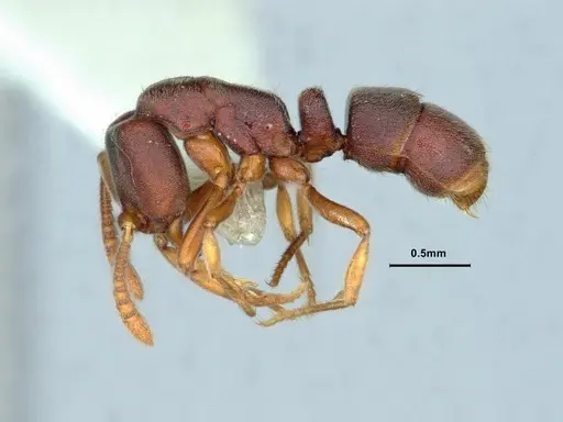 Hypoponera biroi specimen CASENT0886859 image casent0886859_3