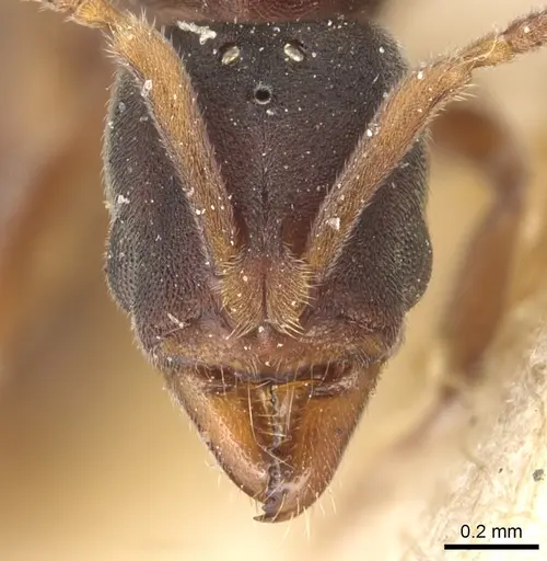 Hypoponera biroi specimen CASENT0903909 image casent0903909_2