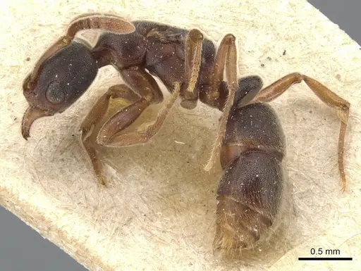 Hypoponera biroi specimen CASENT0903909 image casent0903909_3