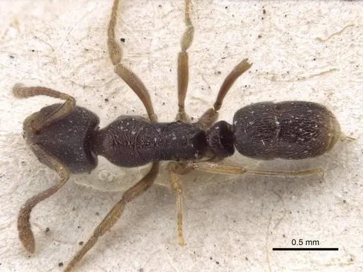 Hypoponera biroi specimen CASENT0916598 image casent0916598_1