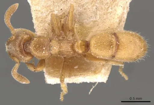 Hypoponera boerorum specimen CASENT0907303 image casent0907303_1