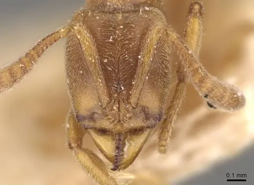 Hypoponera boerorum specimen CASENT0907303 image casent0907303_2