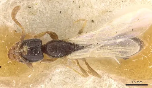 Hypoponera bugnioni specimen CASENT0907301 image casent0907301_1