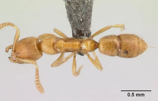 Hypoponera bulawayensis specimen CASENT0192424 image casent0192424_1