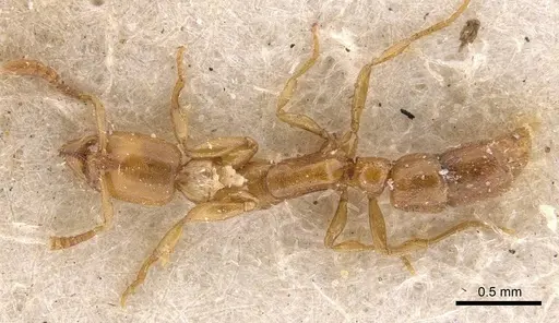 Hypoponera bulawayensis specimen CASENT0907322 image casent0907322_1