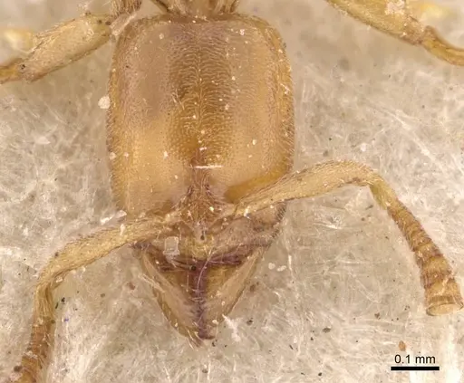 Hypoponera bulawayensis specimen CASENT0907322 image casent0907322_2