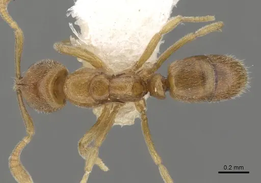 Hypoponera butteli specimen CASENT0281911 image casent0281911_1