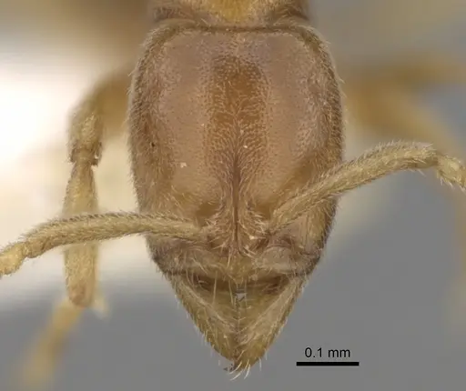 Hypoponera butteli specimen CASENT0281911 image casent0281911_2