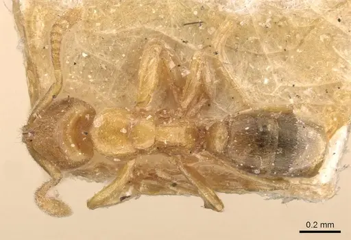 Hypoponera butteli specimen CASENT0907302 image casent0907302_1