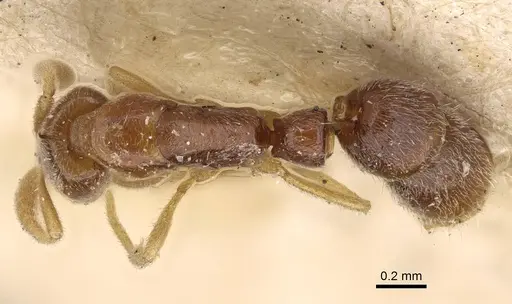 Hypoponera ceylonensis specimen CASENT0922435 image casent0922435_1
