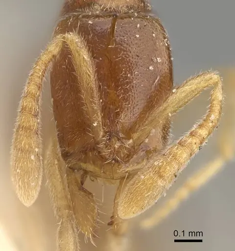 Hypoponera ceylonensis specimen CASENT0922435 image casent0922435_2
