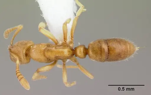 Hypoponera coeca specimen CASENT0012681 image casent0012681_1