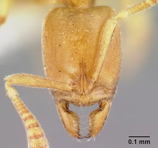 Hypoponera coeca specimen CASENT0012681 image casent0012681_2