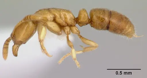 Hypoponera coeca specimen CASENT0012681 image casent0012681_3