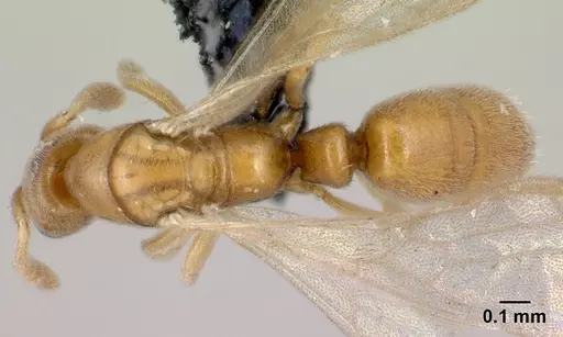 Hypoponera coeca specimen CASENT0086326 image casent0086326_1