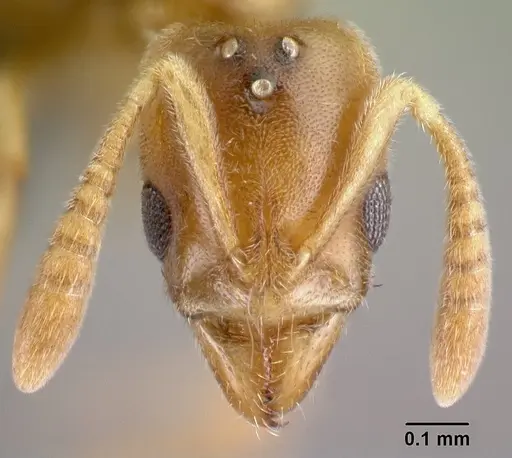 Hypoponera coeca specimen CASENT0086326 image casent0086326_2