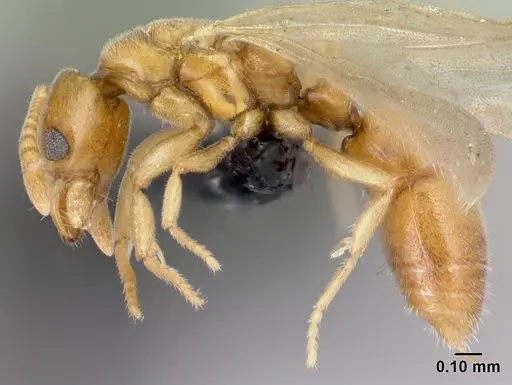 Hypoponera coeca specimen CASENT0086326 image casent0086326_3