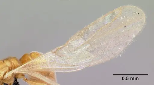 Hypoponera coeca specimen CASENT0086326 image casent0086326_4