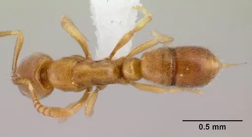 Hypoponera coeca specimen CASENT0217332 image casent0217332_1