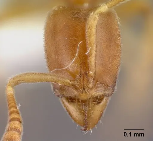 Hypoponera coeca specimen CASENT0217332 image casent0217332_2