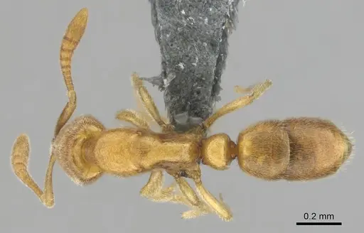 Hypoponera coeca specimen CASENT0815586 image casent0815586_1