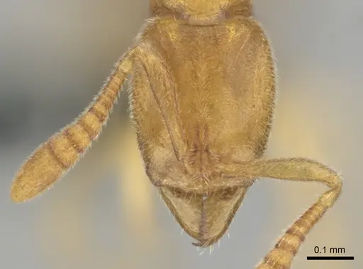 Hypoponera coeca specimen CASENT0815586 image casent0815586_2