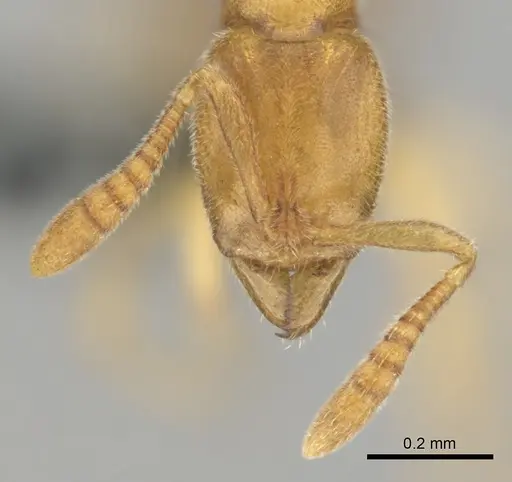 Hypoponera coeca specimen CASENT0815586 image casent0815586_3