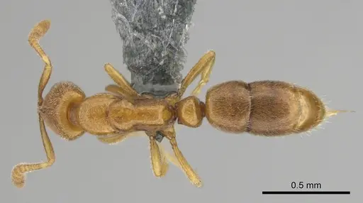 Hypoponera coeca specimen CASENT0815774 image casent0815774_1