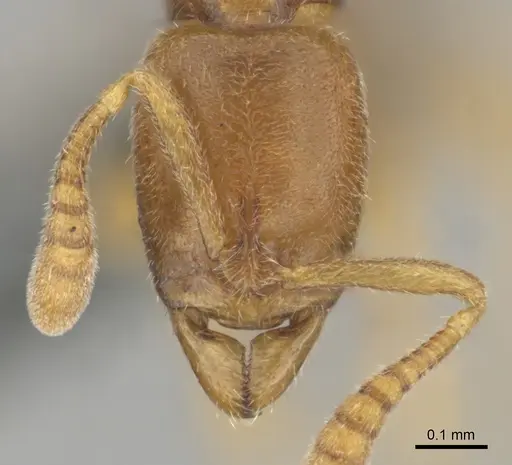 Hypoponera coeca specimen CASENT0815774 image casent0815774_2