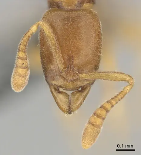Hypoponera coeca specimen CASENT0815774 image casent0815774_3