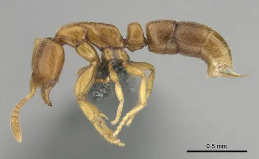 Hypoponera coeca specimen CASENT0815774 image casent0815774_4