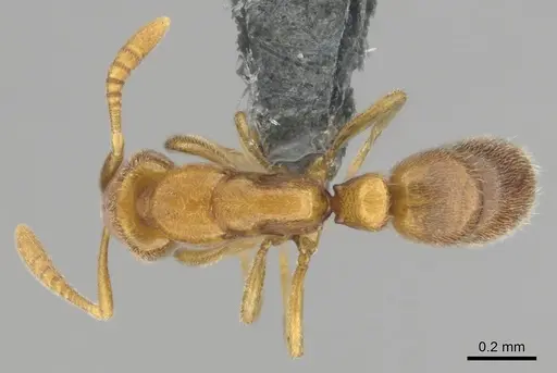 Hypoponera coeca specimen CASENT0815828 image casent0815828_1