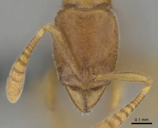 Hypoponera coeca specimen CASENT0815828 image casent0815828_2