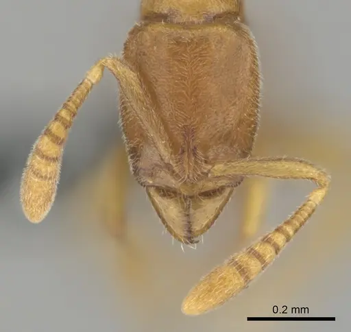 Hypoponera coeca specimen CASENT0815828 image casent0815828_3