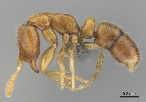 Hypoponera coeca specimen CASENT0815828 image casent0815828_4