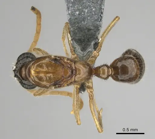 Hypoponera coeca specimen CASENT0815877 image casent0815877_1