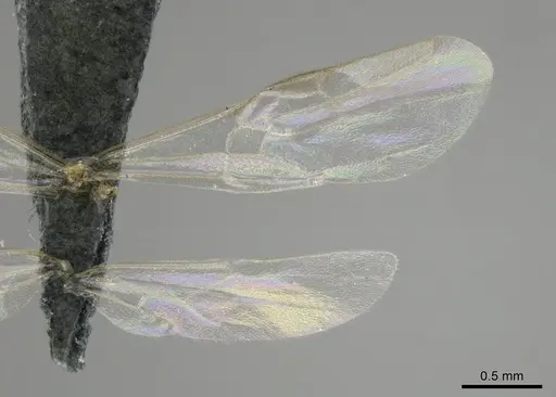 Hypoponera coeca specimen CASENT0815877 image casent0815877_2