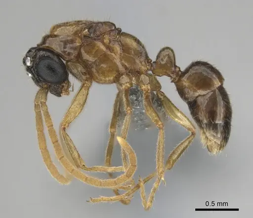 Hypoponera coeca specimen CASENT0815877 image casent0815877_5