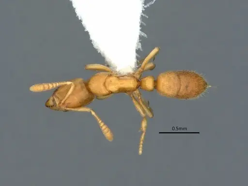 Hypoponera coeca specimen CASENT0882086 image casent0882086_1