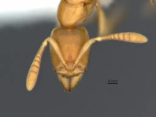 Hypoponera coeca specimen CASENT0882086 image casent0882086_2