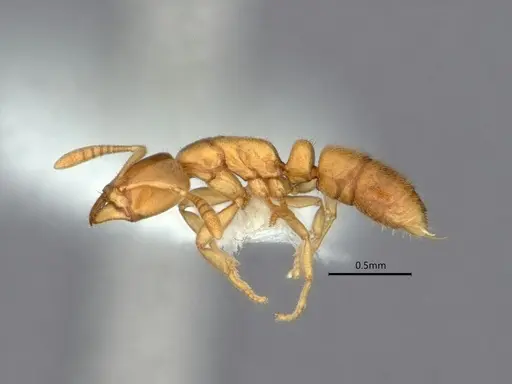 Hypoponera coeca specimen CASENT0882086 image casent0882086_3